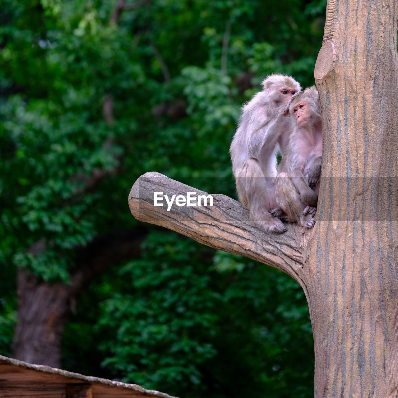 CLOSE-UP OF WOODEN TREE TRUNK