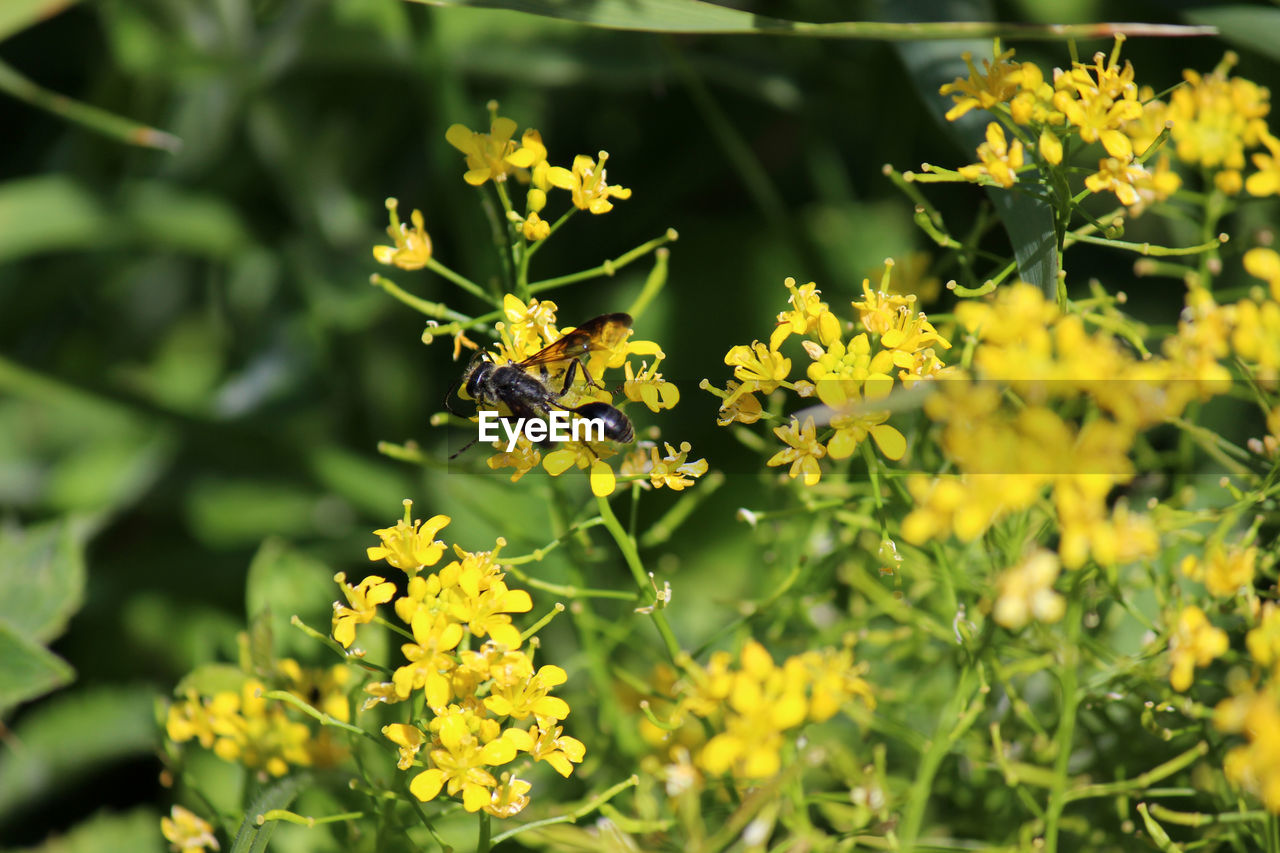 CLOSE-UP OF BEE POLLINATING YELLOW FLOWER