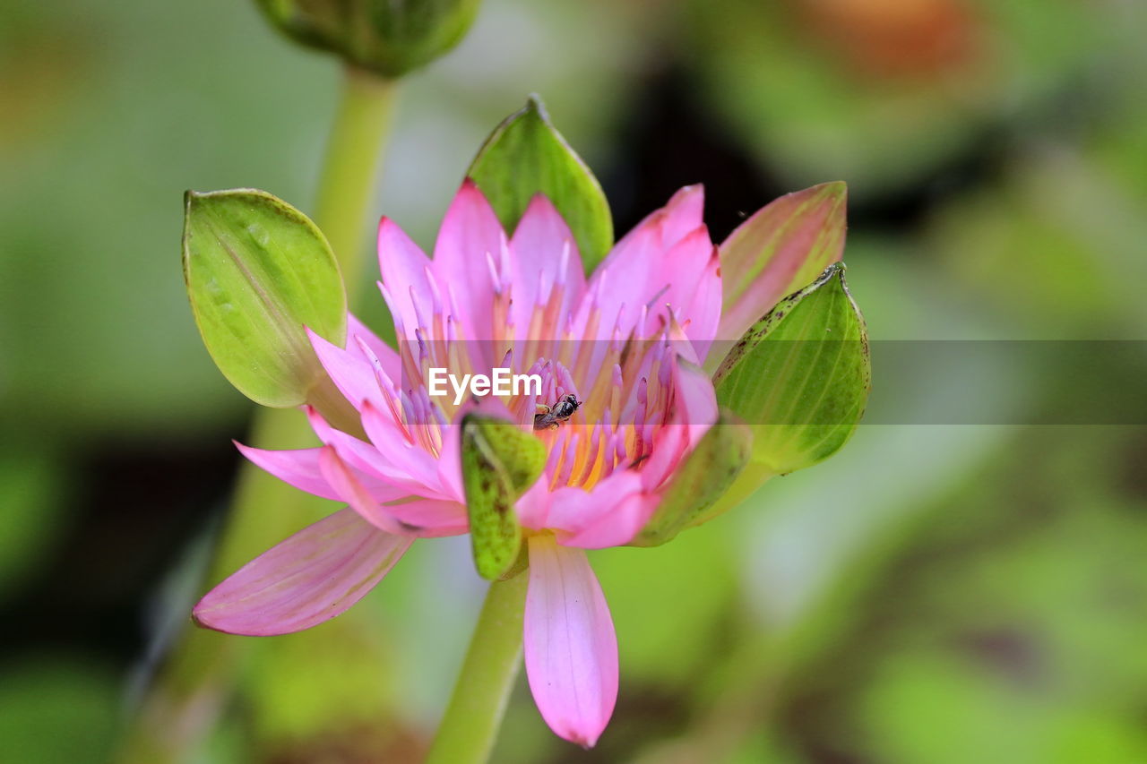 CLOSE-UP OF PINK POLLINATING ON FLOWER