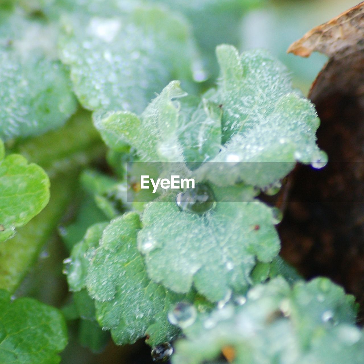 CLOSE-UP OF RAINDROPS ON LEAF