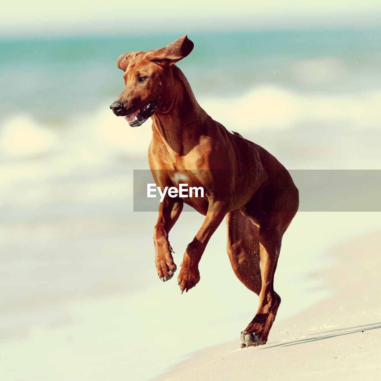 DOG STANDING ON LAND AGAINST SEA