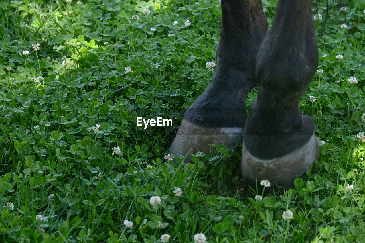 VIEW OF A HORSE ON LAND