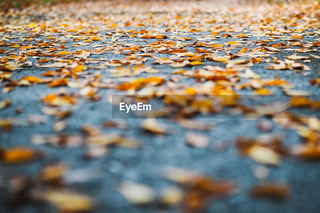 FULL FRAME SHOT OF AUTUMN LEAF