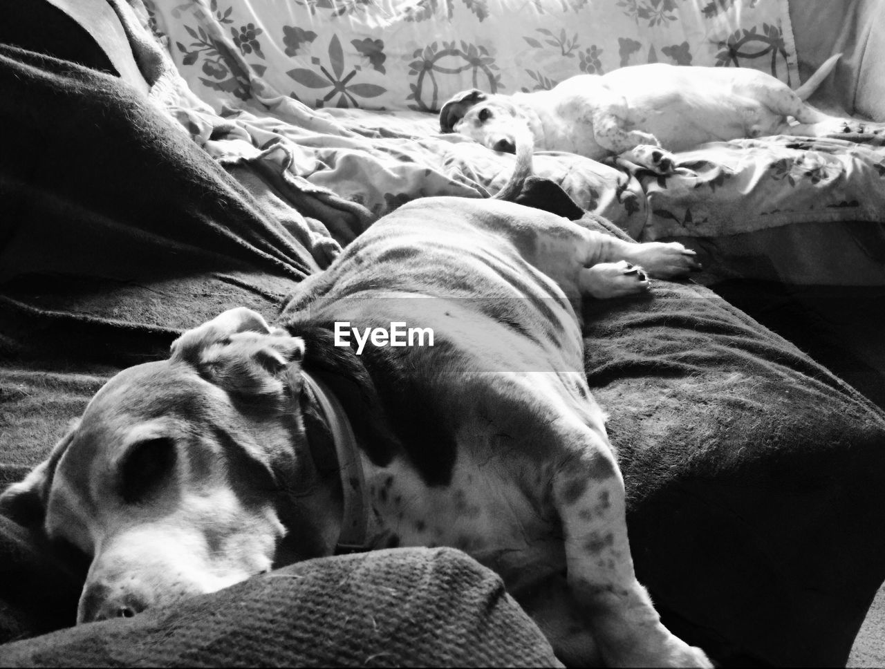 CLOSE-UP OF DOG LYING ON SOFA