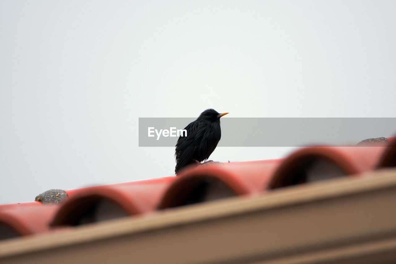 LOW ANGLE VIEW OF BIRD PERCHING ON ROOF