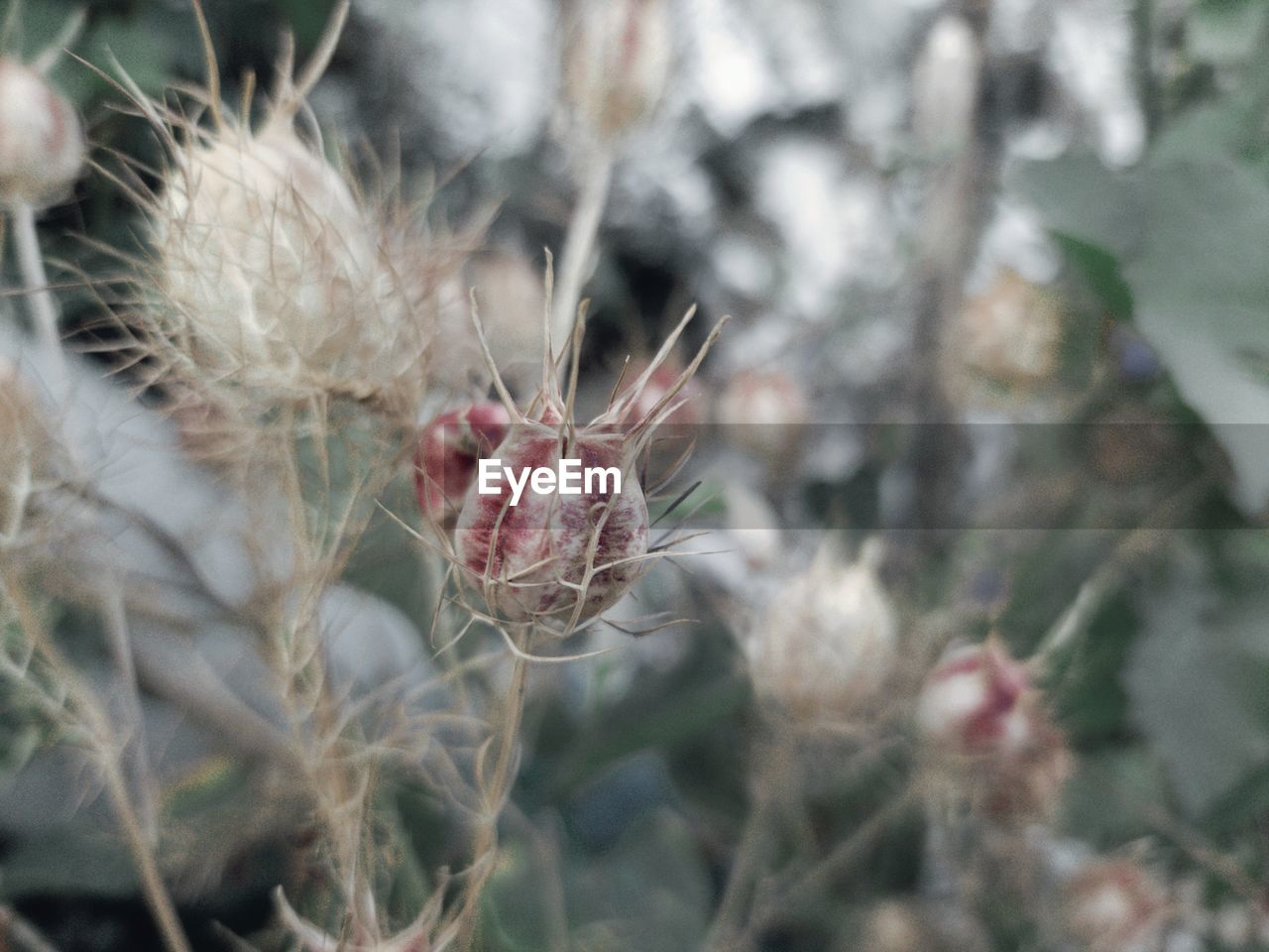 plant, flower, nature, close-up, thorns, spines, and prickles, no people, beauty in nature, growth, day, focus on foreground, food, selective focus, freshness, outdoors, macro photography, fragility, food and drink, flowering plant, animal, cactus, thorn, animal themes, wildflower, succulent plant, animal wildlife, land, produce