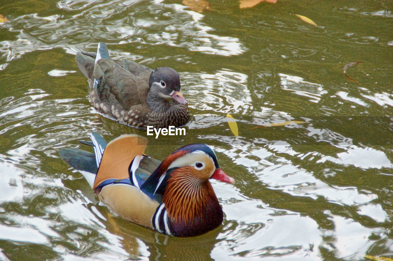 MALLARD DUCK SWIMMING ON LAKE