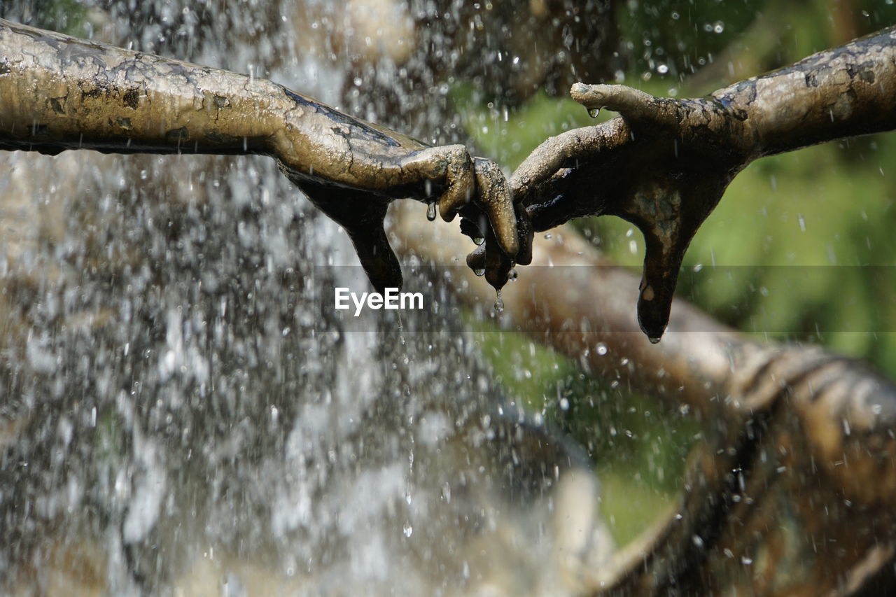 nature, water, branch, wildlife, motion, tree, splashing, wet, close-up, drop, outdoors, no people, day, animal, plant, falling, animal themes, animal wildlife, winter, leaf, focus on foreground