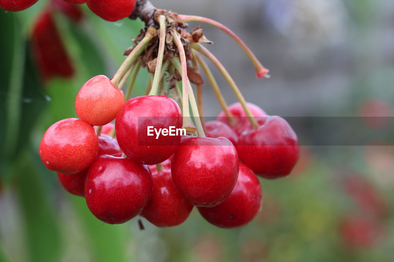 CLOSE-UP OF BERRIES GROWING ON PLANT