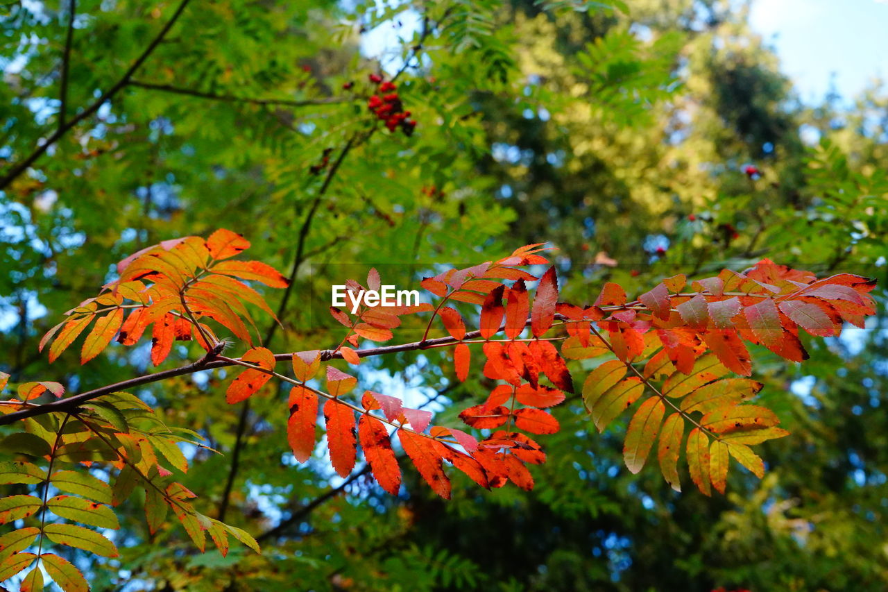 CLOSE-UP OF MAPLE LEAVES ON TREE