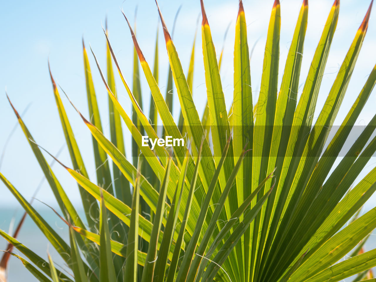 Sun shines through palm tree leaves. tropical tree with fresh green foliage.
