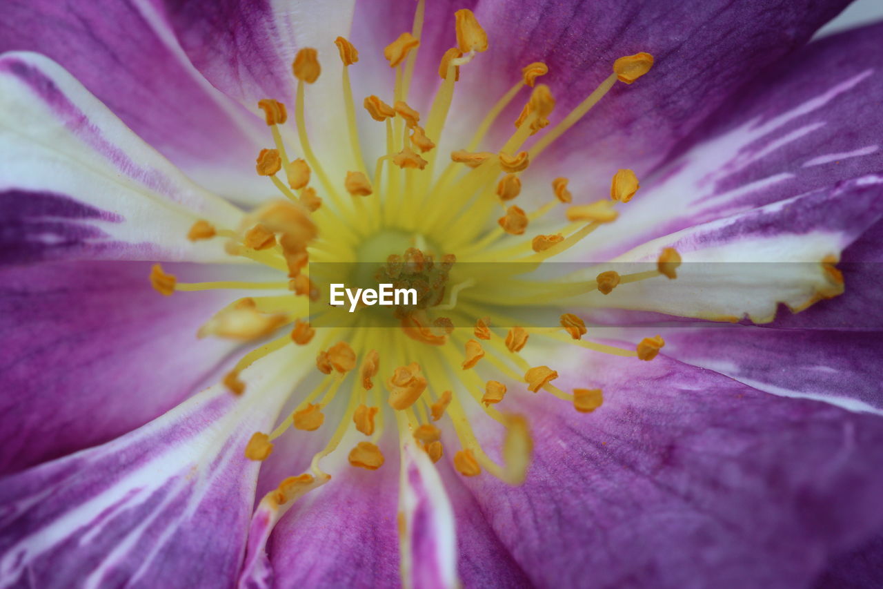 Macro shot of purple flower