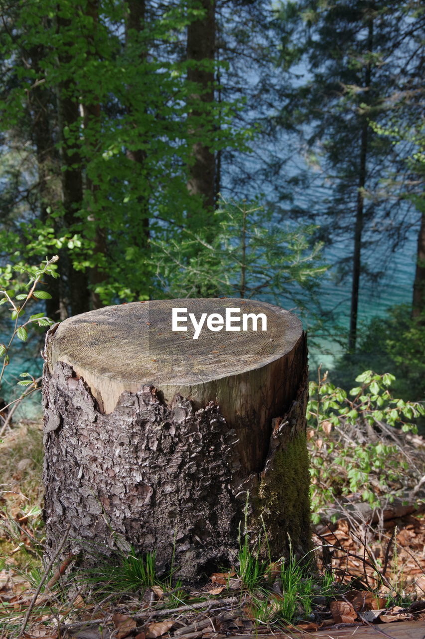 VIEW OF TREE STUMP BY FOREST