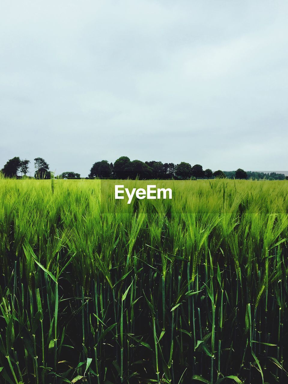 CROPS GROWING ON FIELD AGAINST SKY