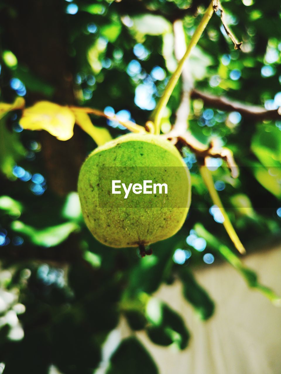 CLOSE-UP OF FRUITS ON TREE