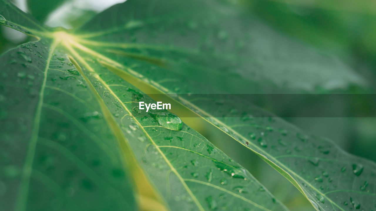 CLOSE-UP OF WET LEAVES