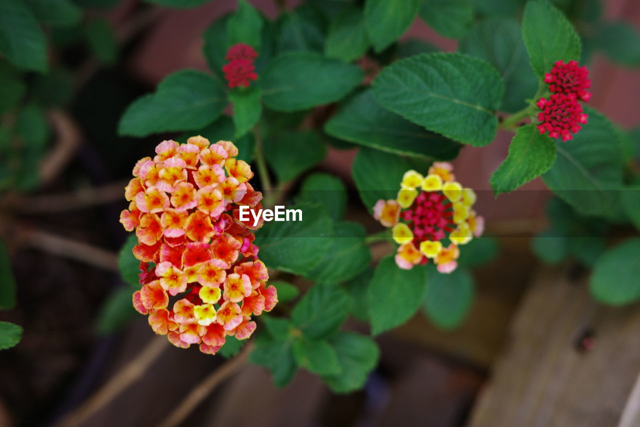 plant, flower, lantana camara, plant part, leaf, nature, flowering plant, freshness, beauty in nature, close-up, growth, no people, food and drink, multi colored, macro photography, food, outdoors, green, fruit, red, day, healthy eating, focus on foreground