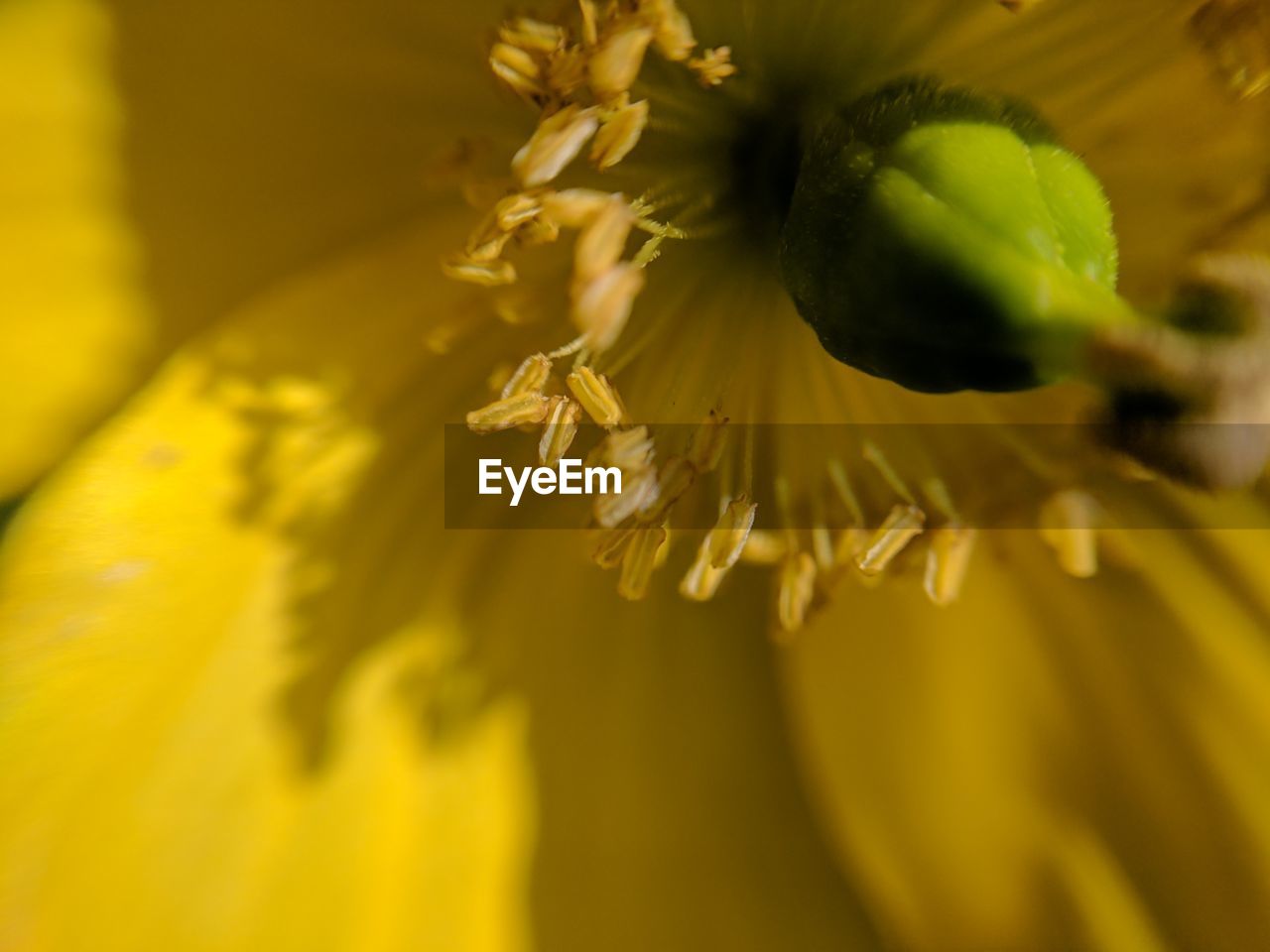 CLOSE-UP OF YELLOW FLOWER AND LEAVES