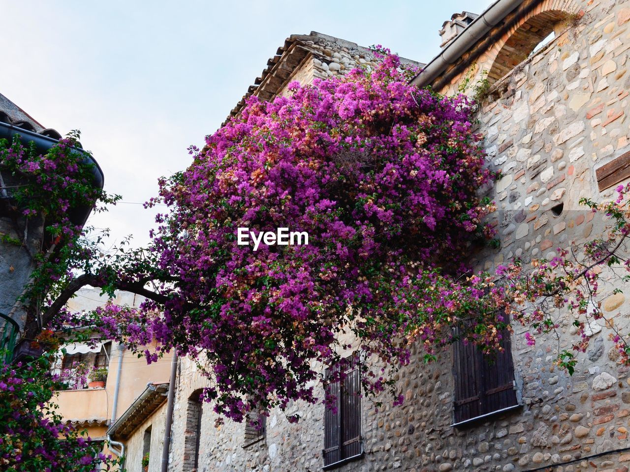 Bougainvillea flowers hanging on house wall