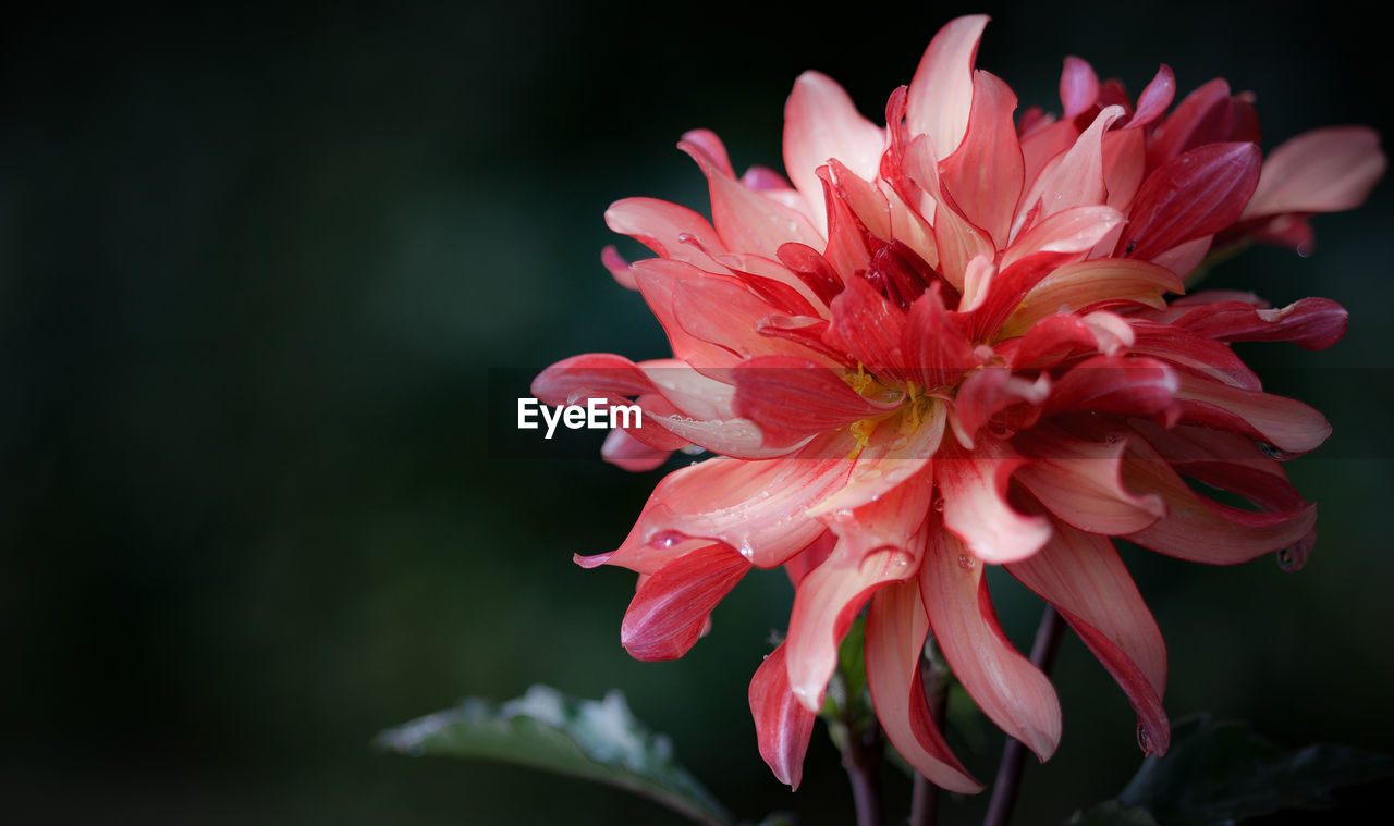 Close-up of red flower blooming outdoors