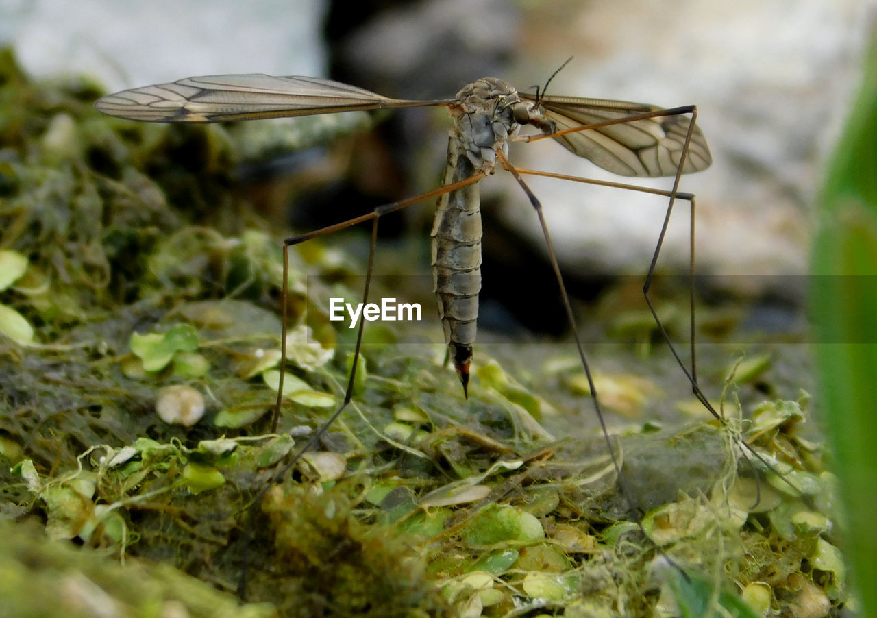 CLOSE-UP OF GRASSHOPPER