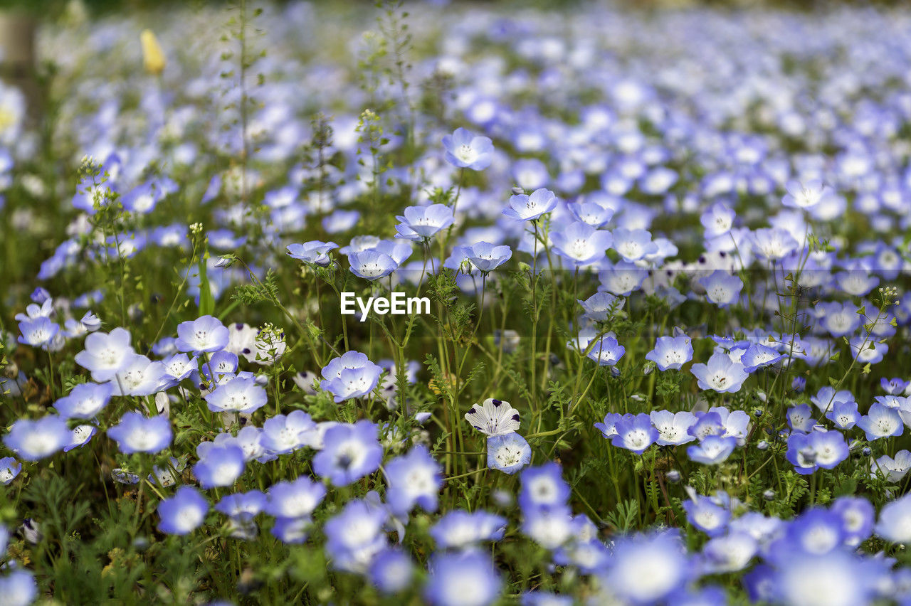 View of nemophila blooming in nishi-shinjuku, shinjuku-ku, tokyo