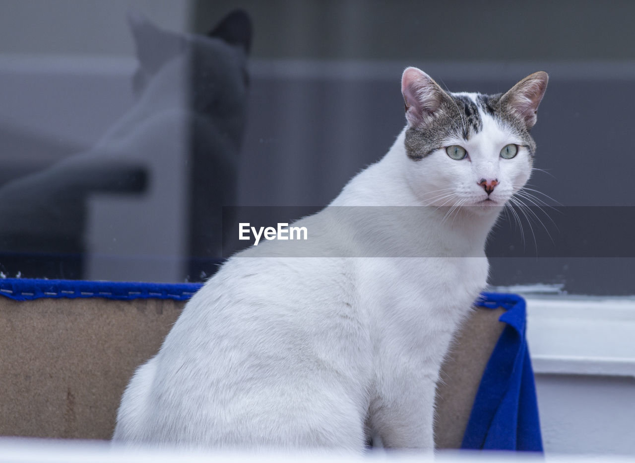 CLOSE-UP PORTRAIT OF CAT