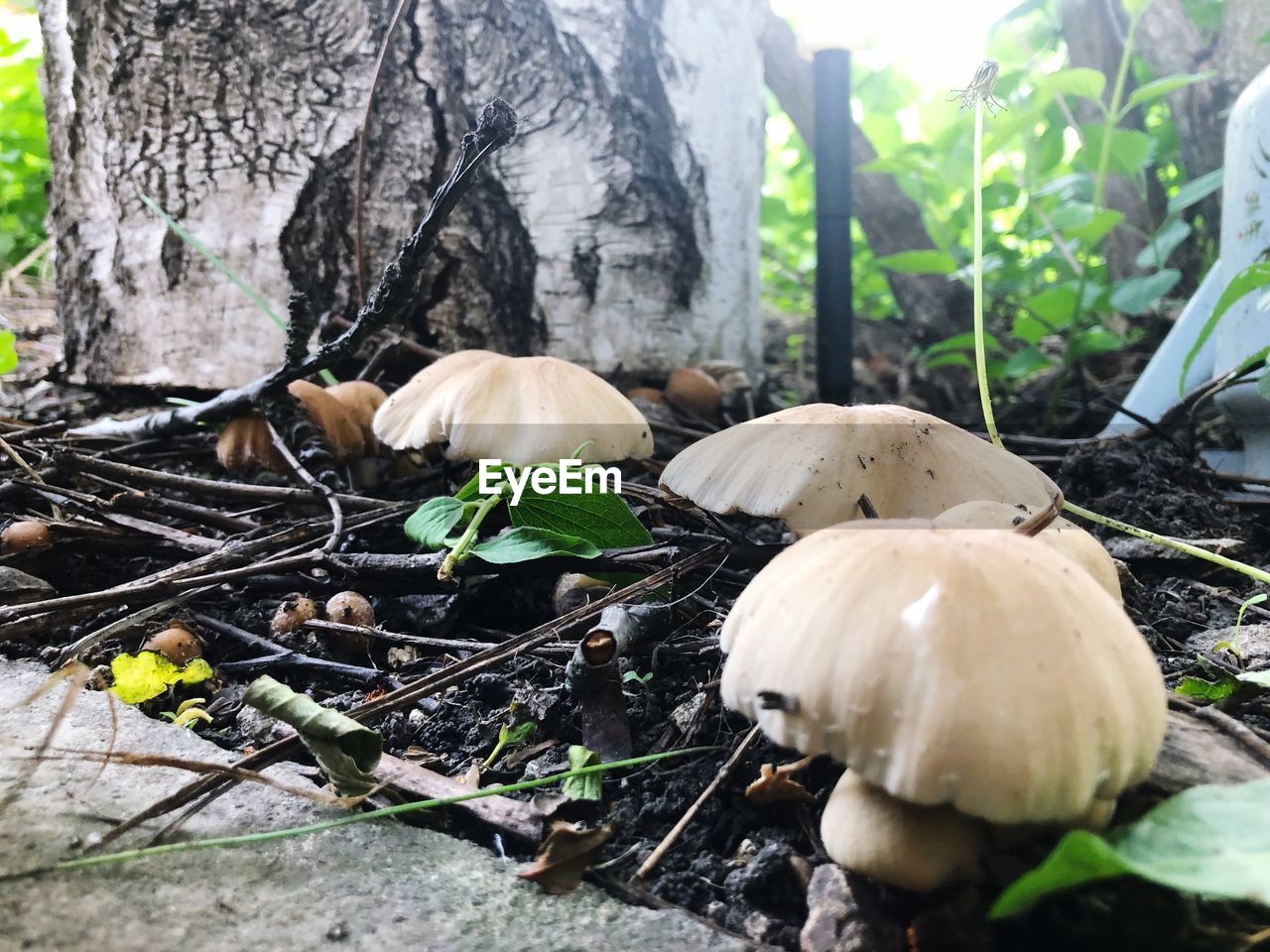 CLOSE-UP OF MUSHROOMS GROWING ON TREE