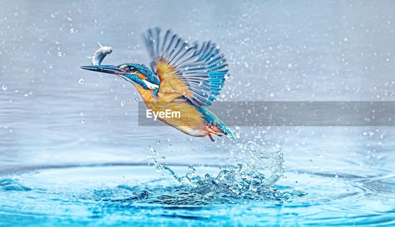 BIRD FLYING IN A WATER