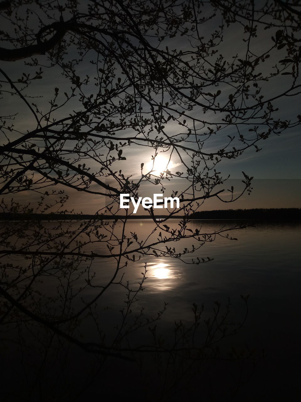 SILHOUETTE OF TREE AGAINST LAKE DURING SUNSET