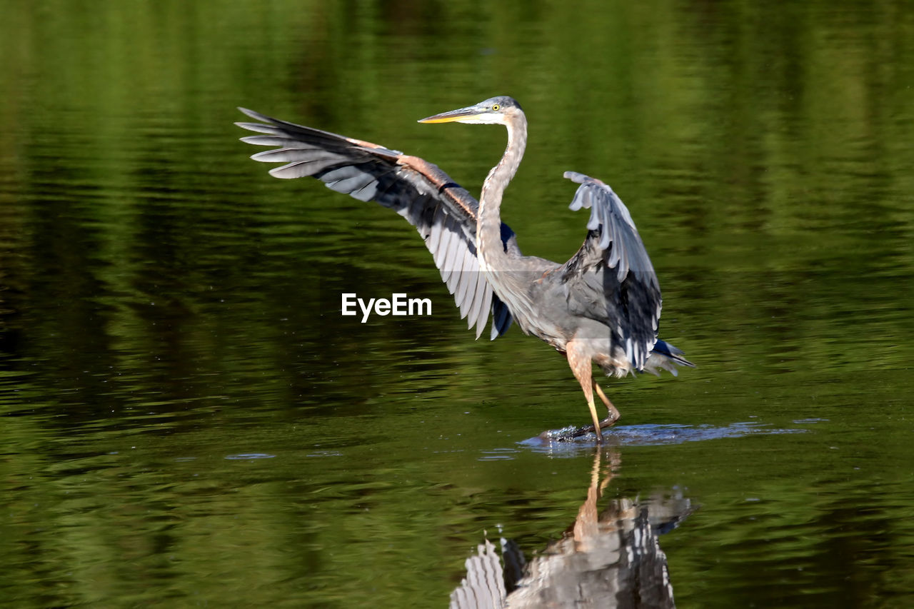 Close-up of gray heron flapping wings on lake