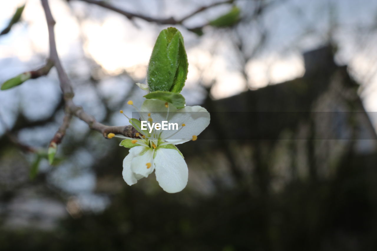 Close-up of white cherry blossom plant