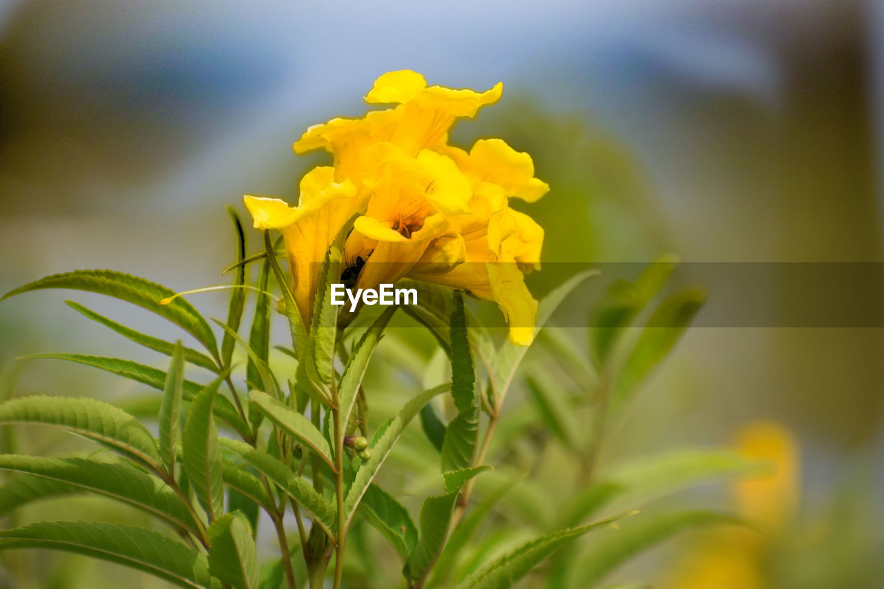 CLOSE-UP OF YELLOW FLOWER PLANT