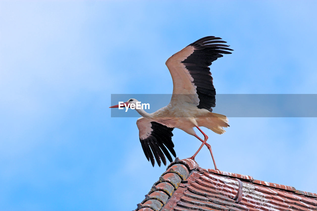 Low angle view of bird against sky