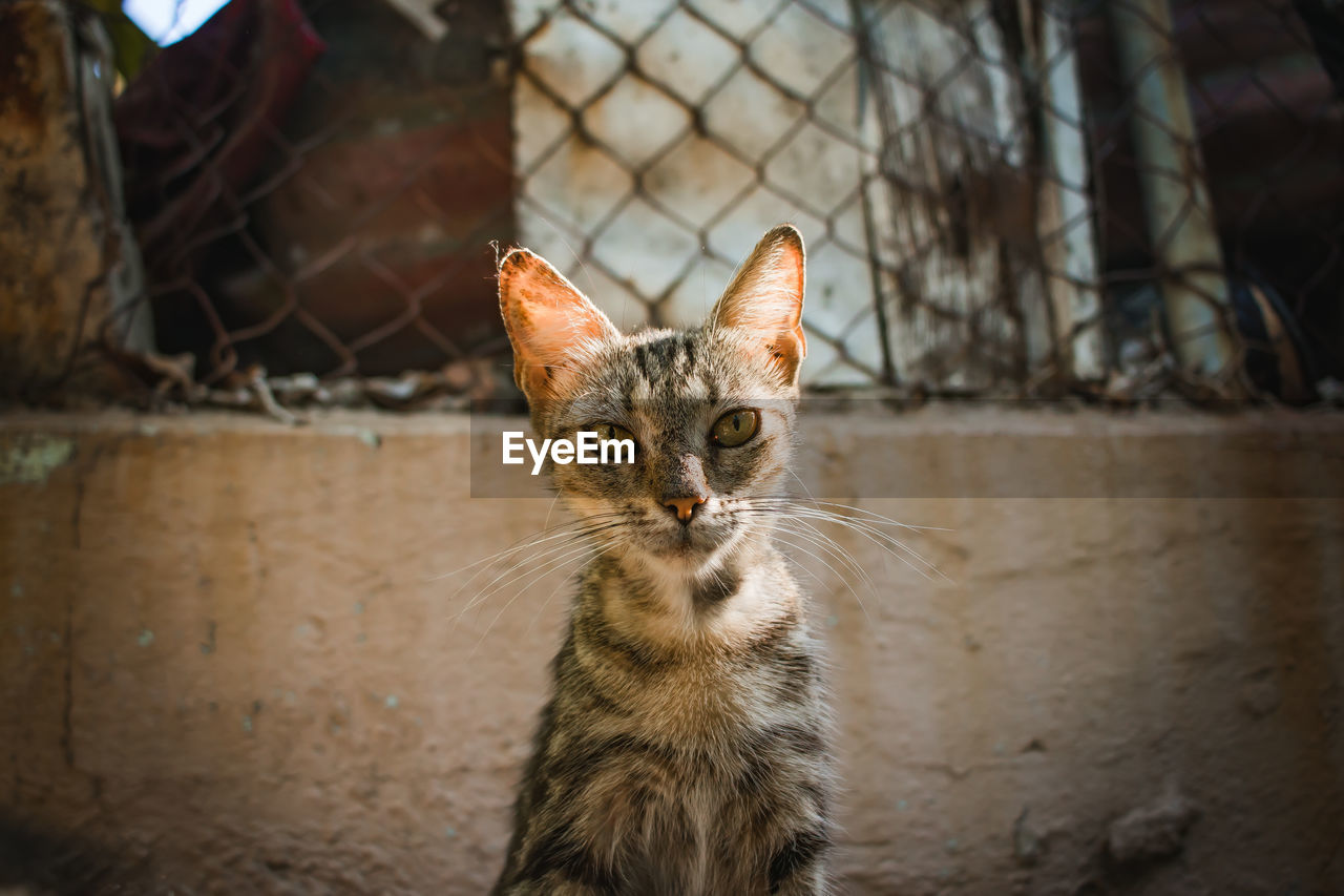 Close-up portrait of a cat