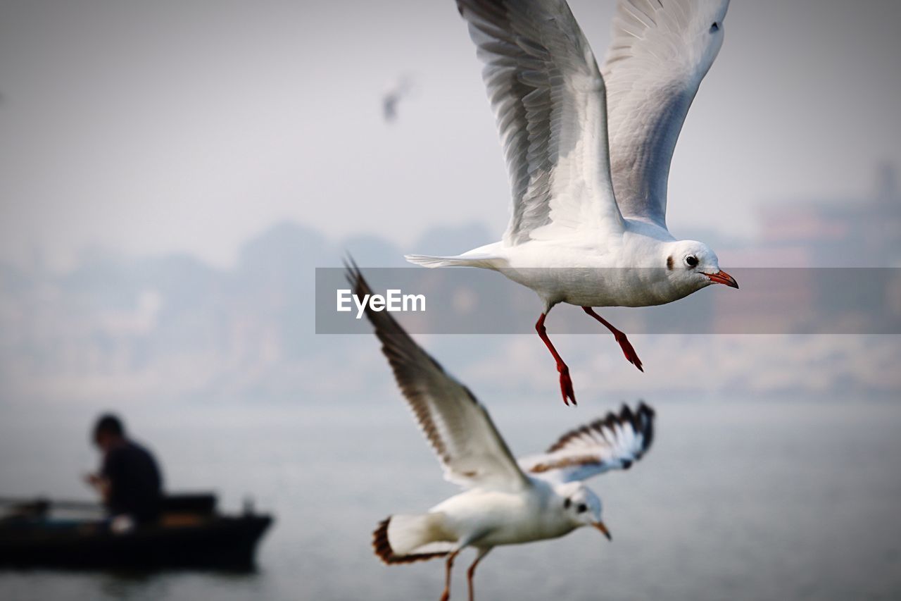 Seagull flying over sea