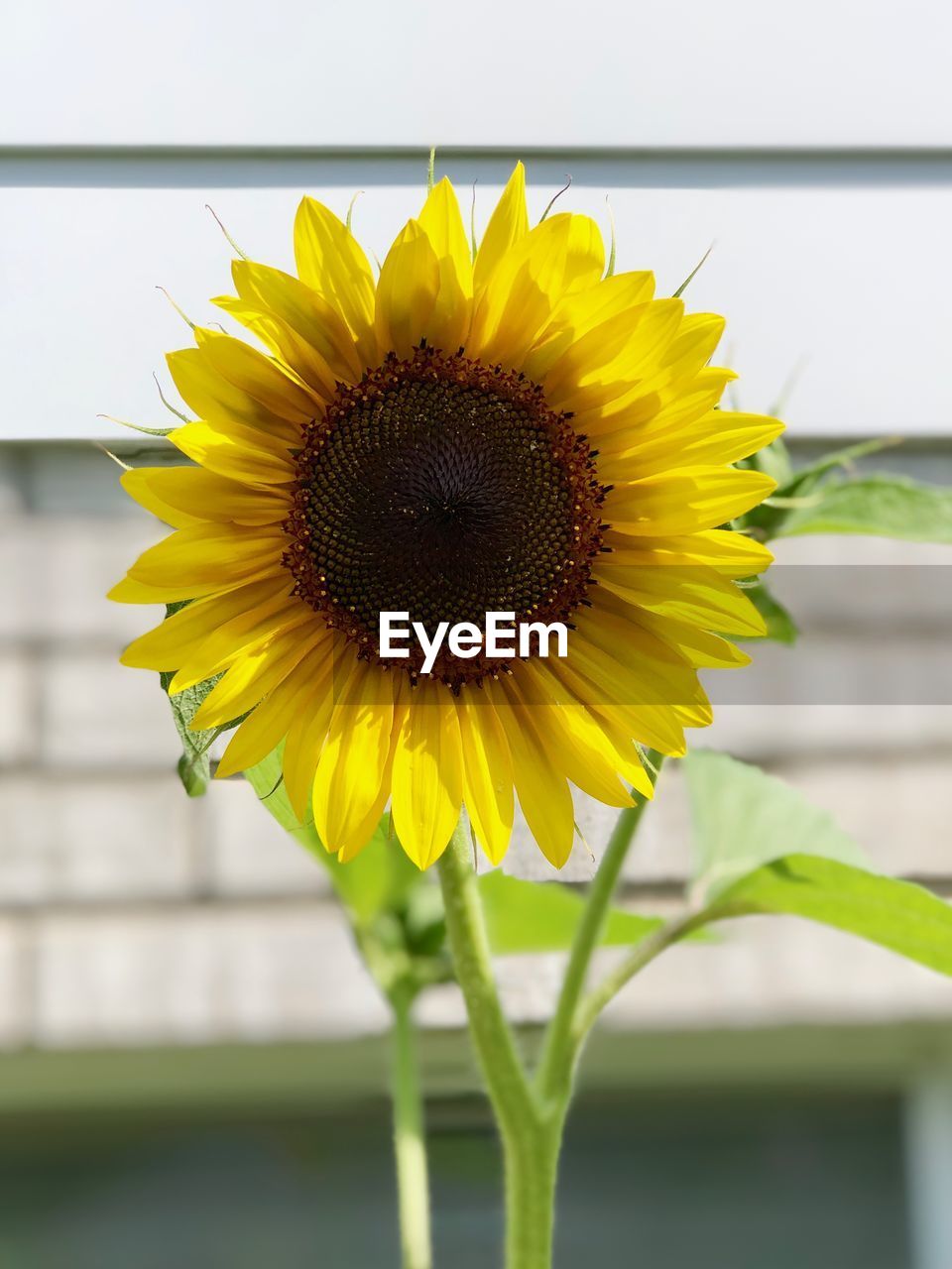 Close-up of yellow sunflower