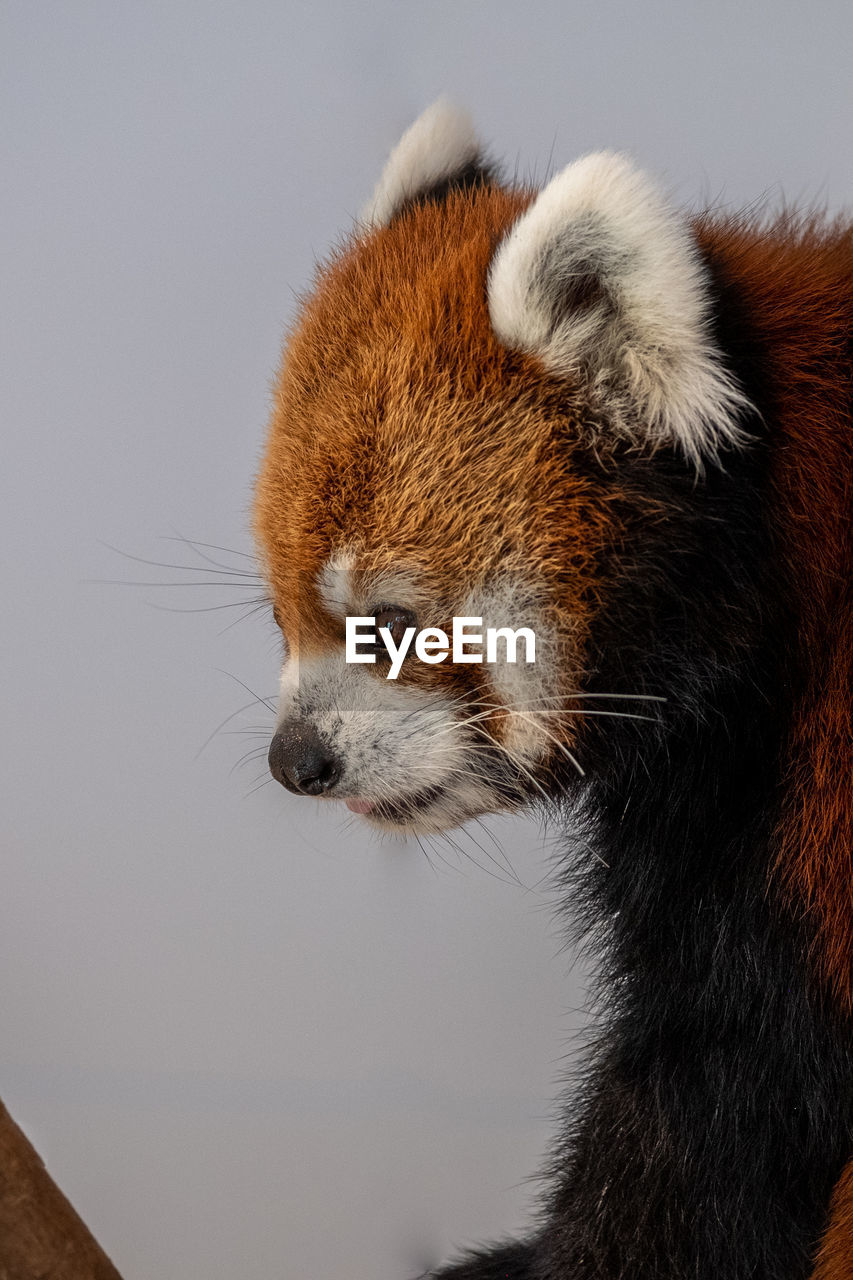 close-up portrait of red panda