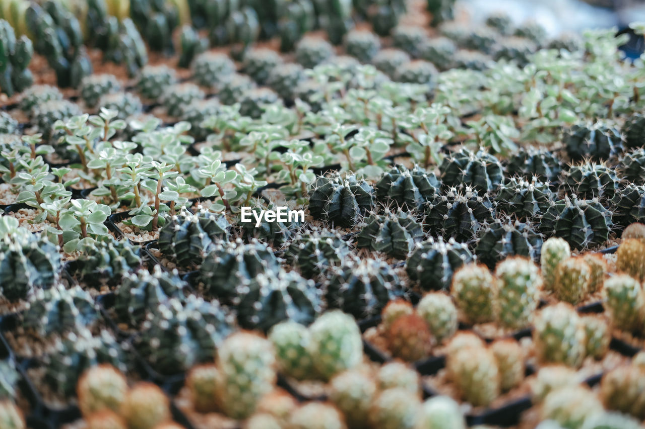 FULL FRAME SHOT OF MOSS GROWING ON PLANT