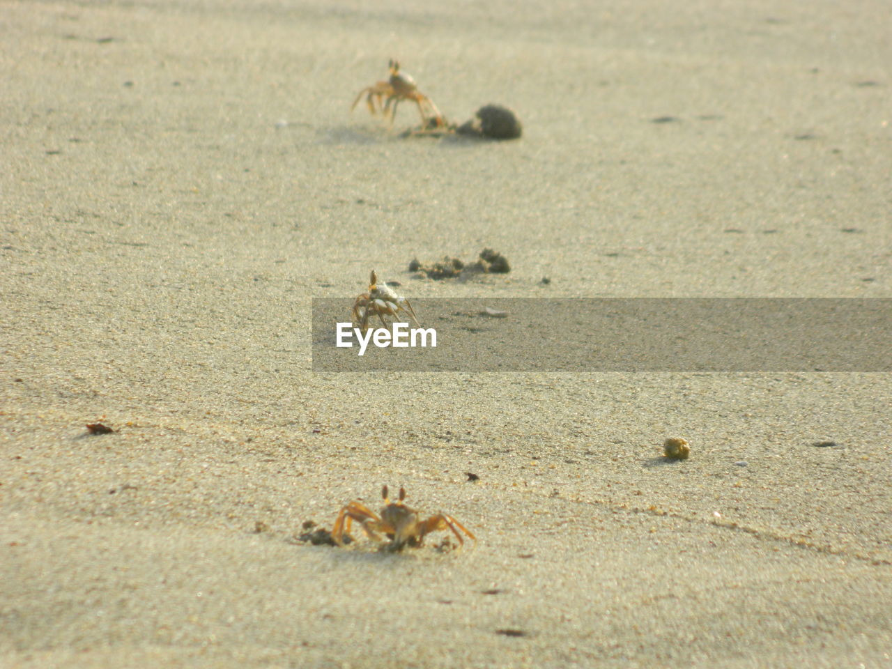 High angle view of crabs crawling on sand at beach