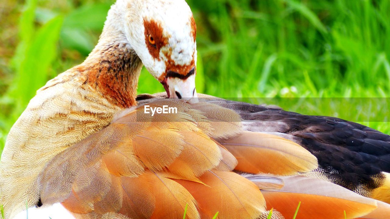 CLOSE-UP OF DUCK