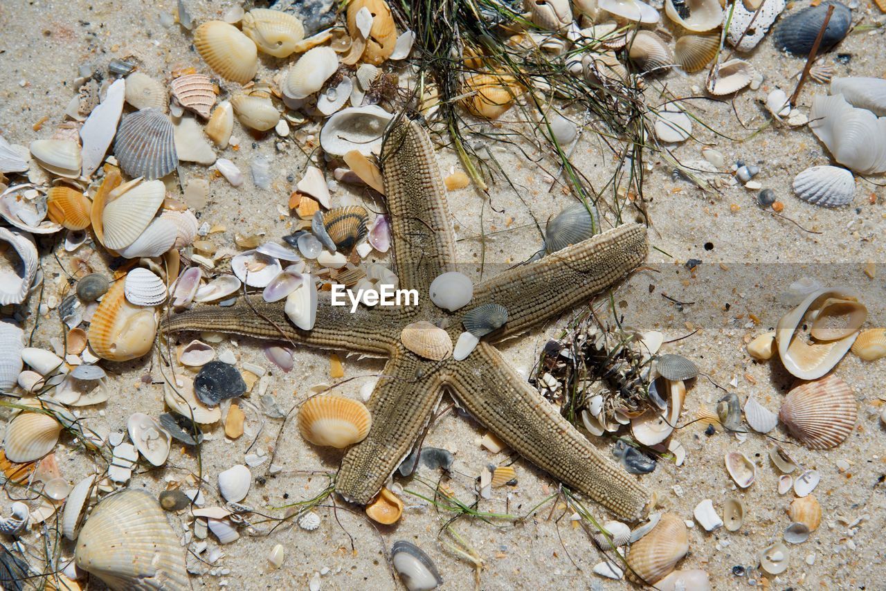 High angle view of seashells on beach