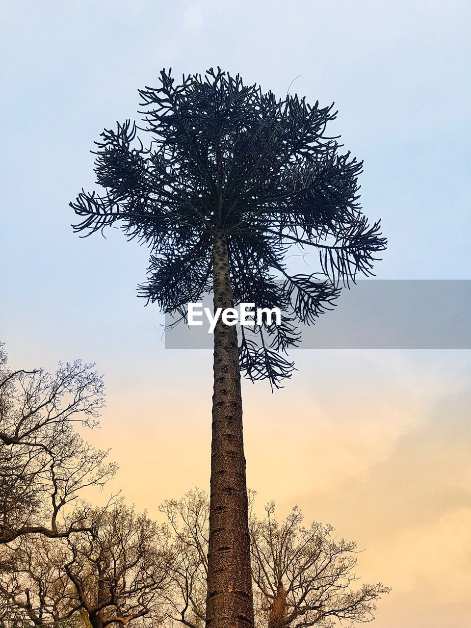 LOW ANGLE VIEW OF BARE TREE AGAINST SKY