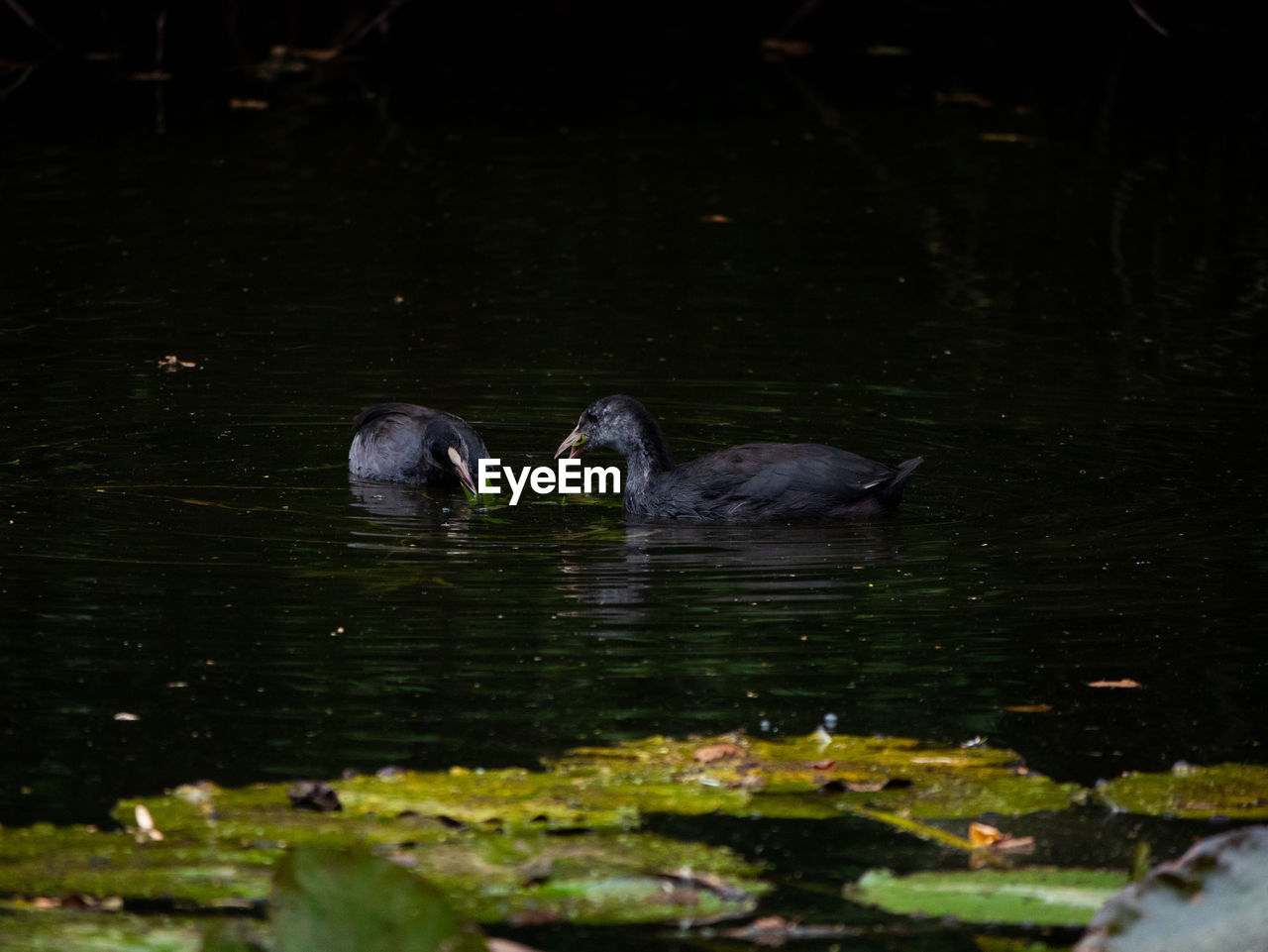 BIRDS IN A LAKE