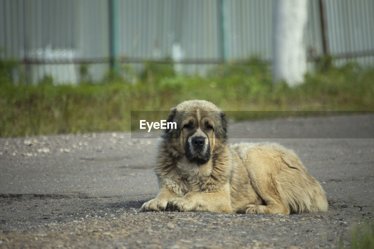 Caucasian shepherd dog. homeless dog lies on asphalt. big kind face.