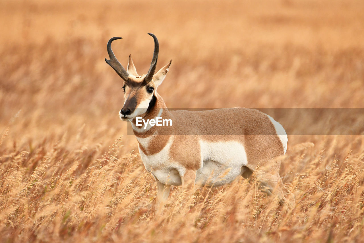 Pronghorn in field