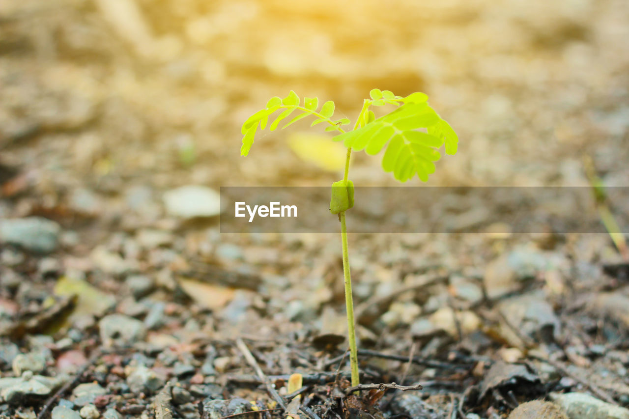 Close-up of small plant growing on field