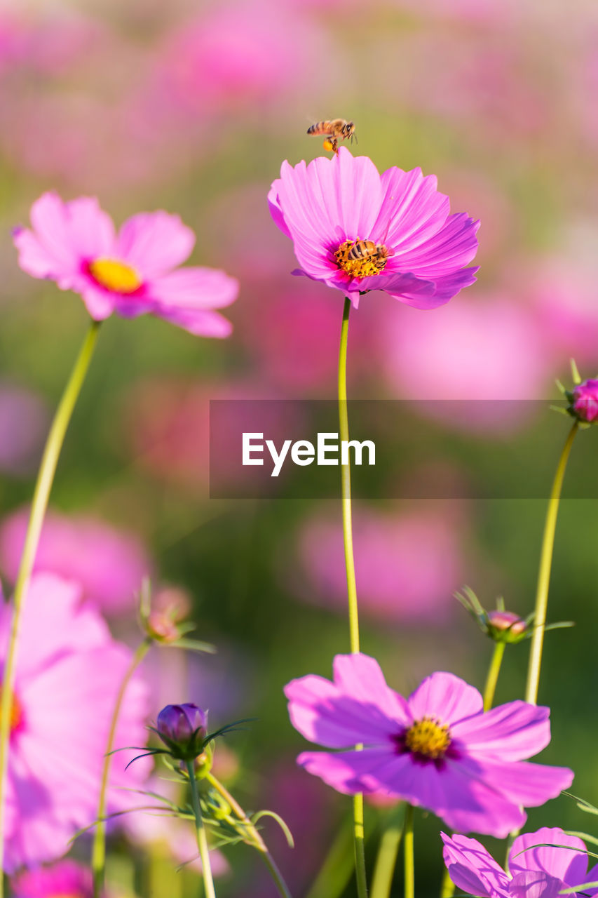 CLOSE-UP OF BEE ON PURPLE COSMOS FLOWERS