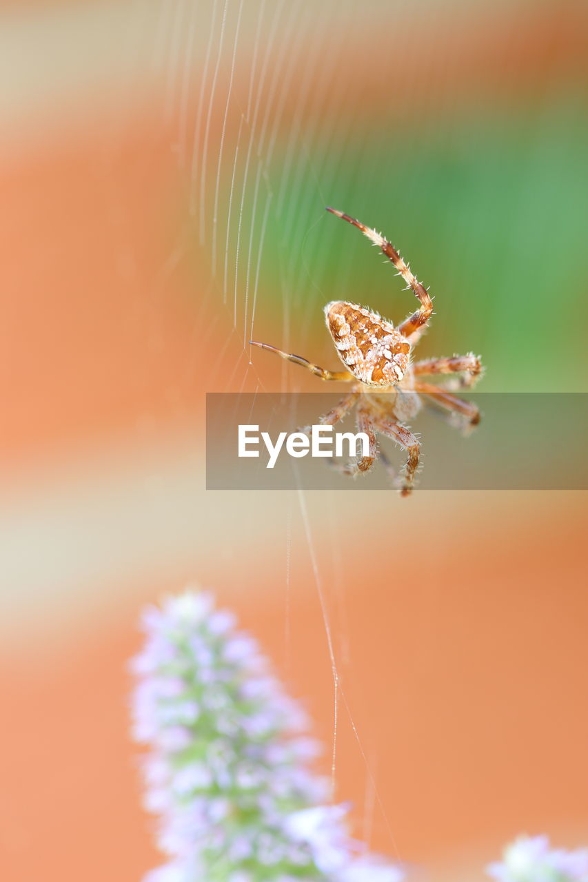 CLOSE-UP OF SPIDER ON WEB