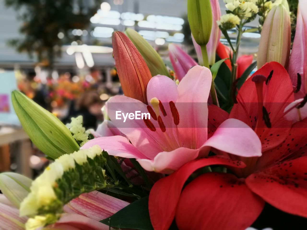 CLOSE-UP OF FLOWERS BLOOMING OUTDOORS